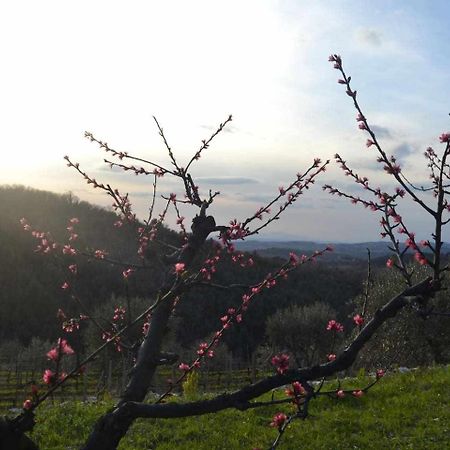 Agriturismo San Silvestro San Donato in Poggio Buitenkant foto