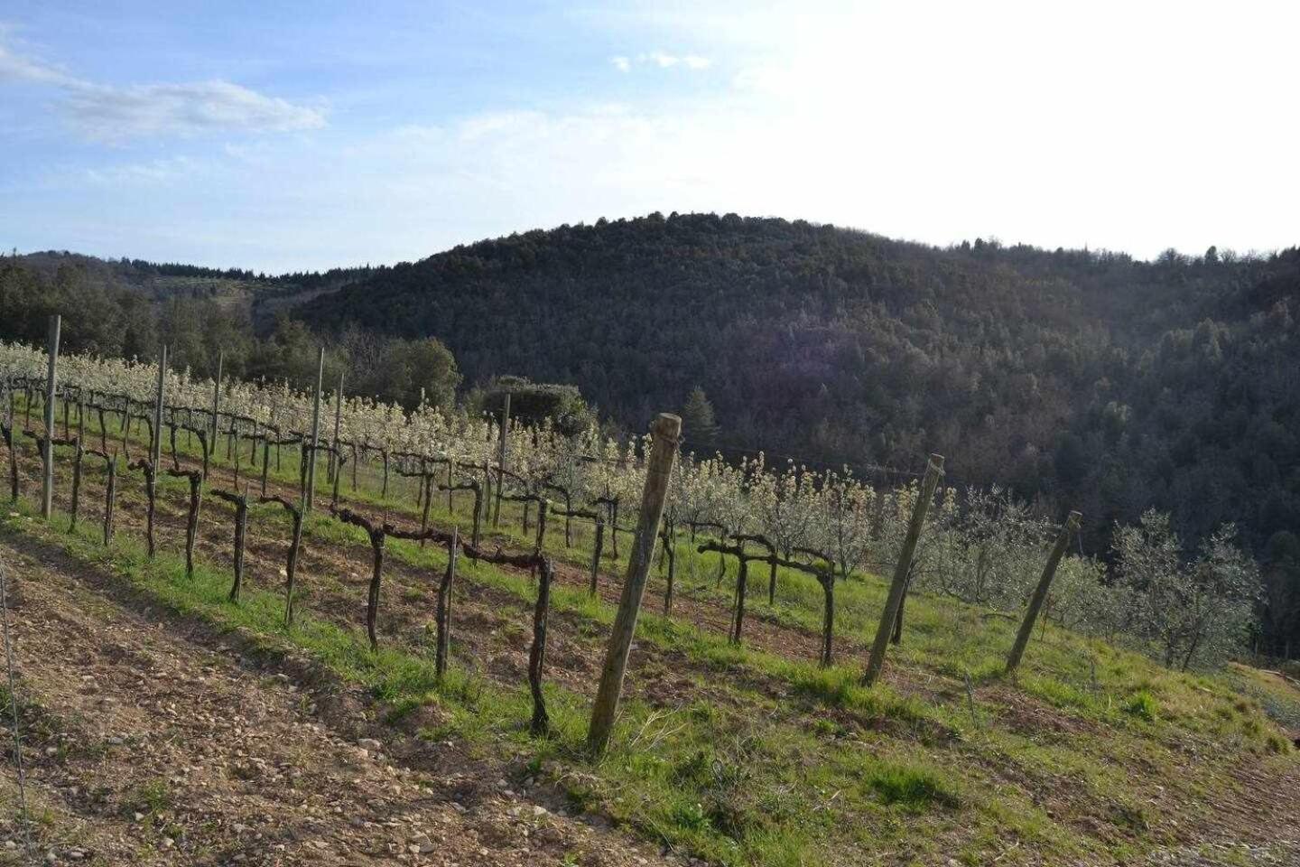 Agriturismo San Silvestro San Donato in Poggio Buitenkant foto